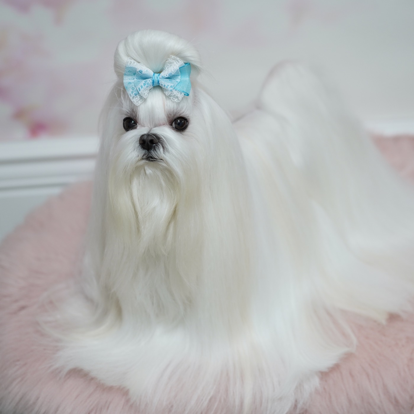 Callie, a Maltese puppy