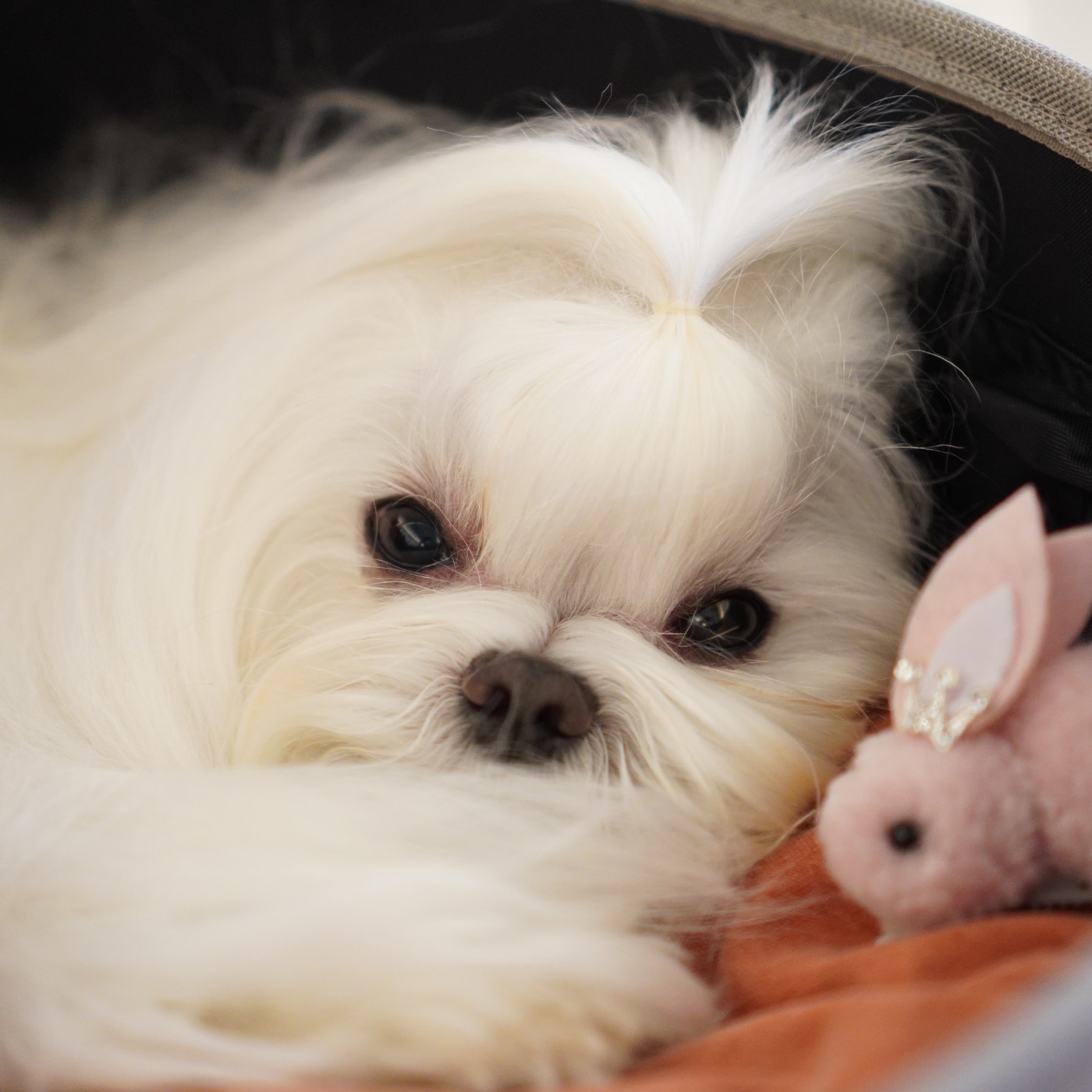 Callie, a Maltese puppy (photo 2)