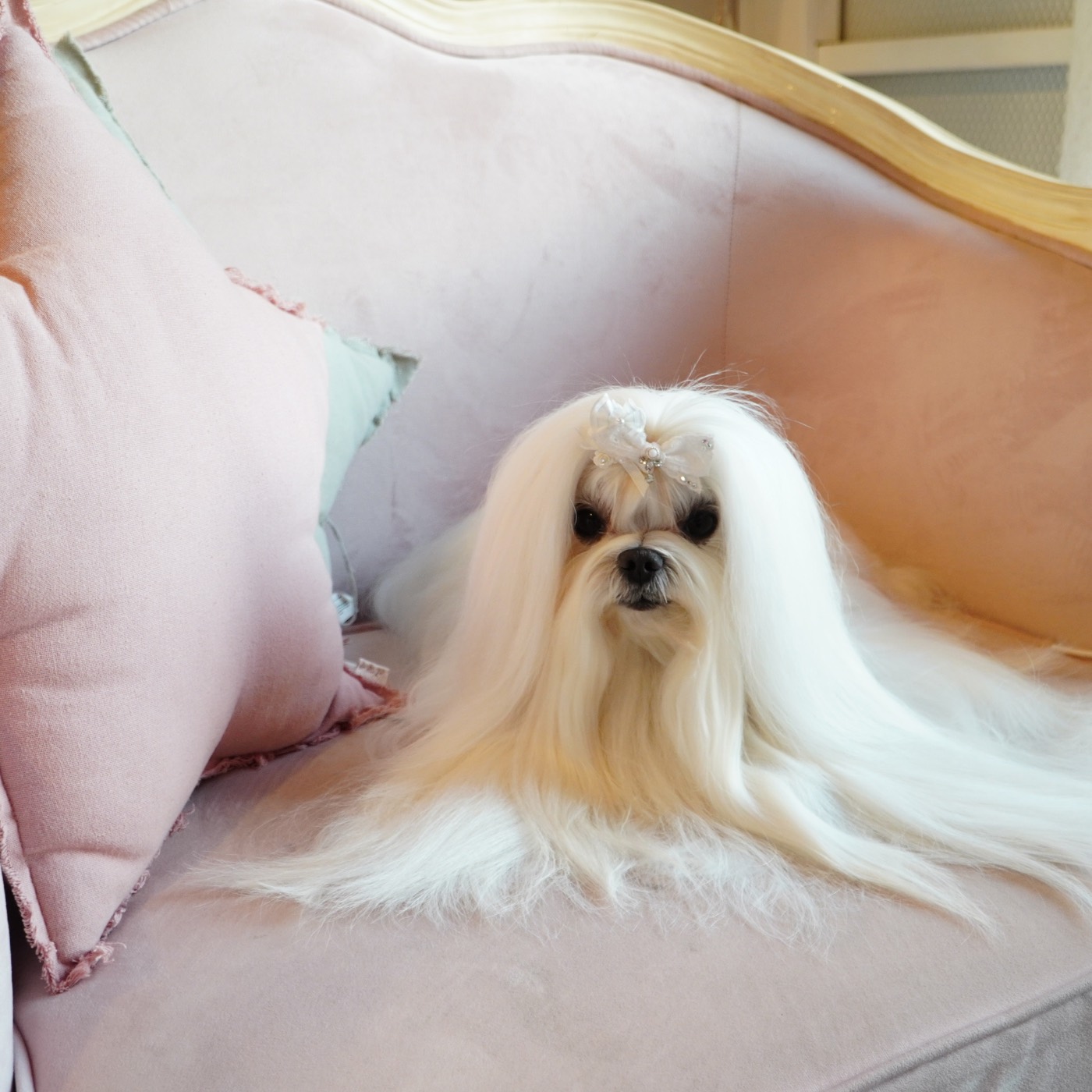 Callie, a Maltese puppy (photo 3)