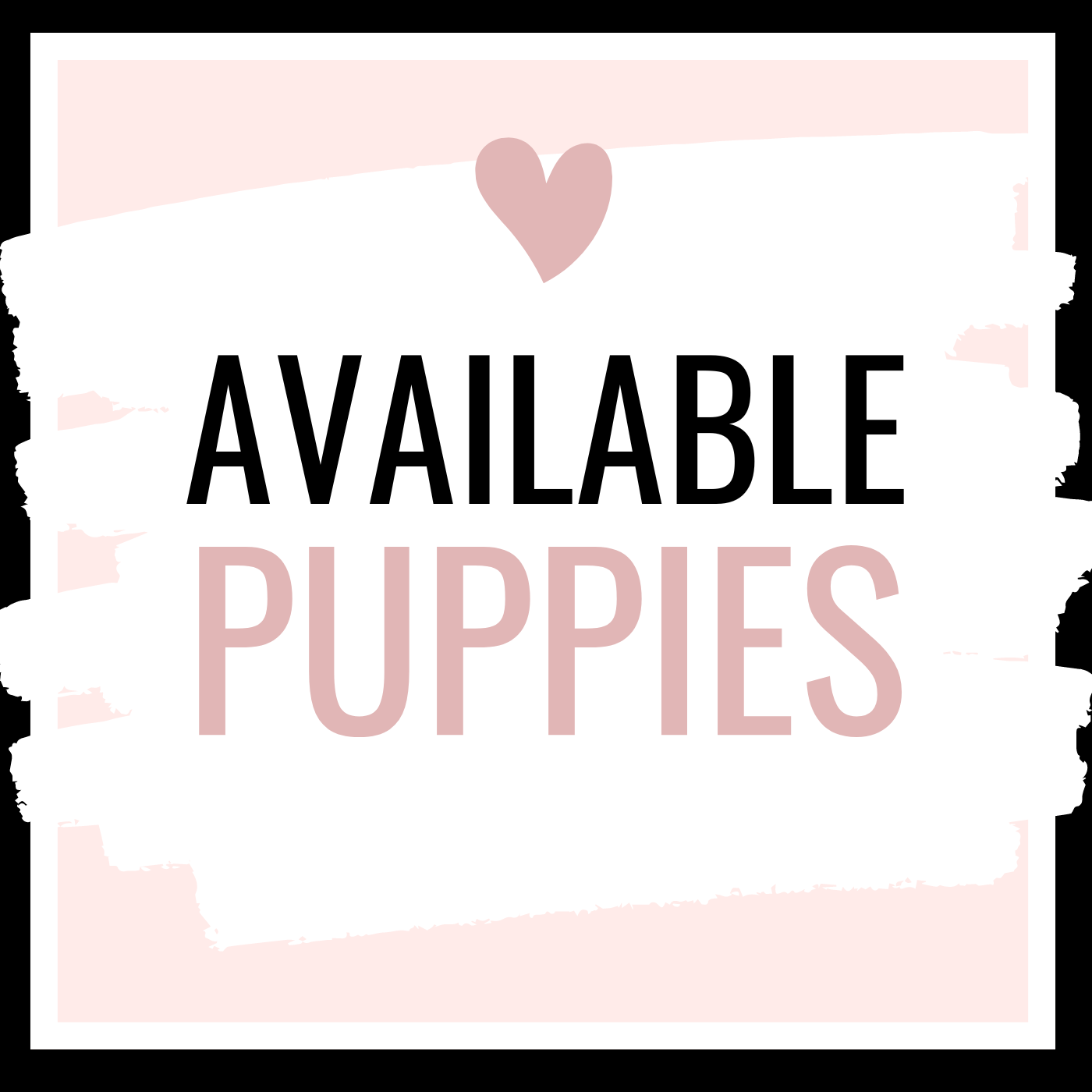 Available puppies